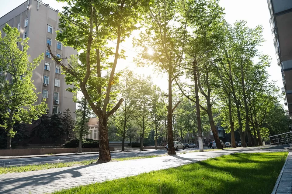 Tall mature green trees lining a concrete walkway next to a street with multistory apartment buildings on other side and sun filtering through the leaves.